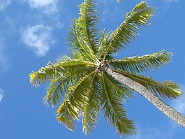 棕櫚,夏威夷,海灘
