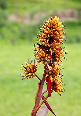 異國(guó)情調(diào)的花朵,植物學(xué),植物群