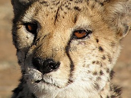 獵豹,動物,關閉