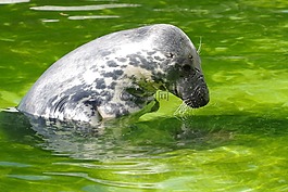 灰色的密封,halichoerus grypus,塔林动物园