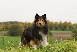 sheltie,狗,草地