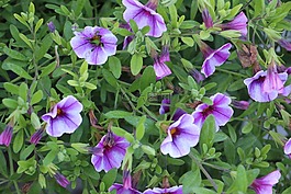 花,植物區(qū)系,自然