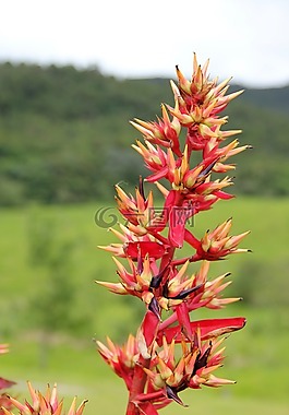 異國(guó)情調(diào)的花朵,植物學(xué),植物群