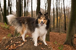 sheltie,狗,森林