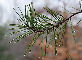 雨水落在松针,雨,滴