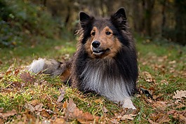 sheltie,狗,躺在