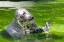 灰色的密封,halichoerus grypus,塔林动物园