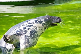 灰色的密封,halichoerus grypus,塔林动物园