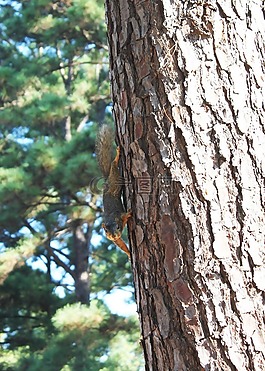 野生動物,樹,針