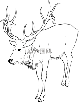 圣誕節(jié),馴鹿,動物