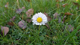 雛菊,秋季,草地