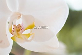 自然,花,植物區(qū)系