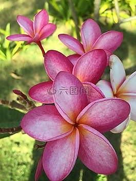 粉色,花卉,泰國