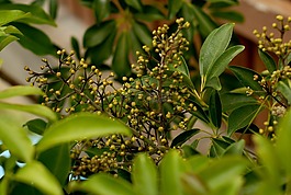 花卉,schefflera arboricola,šeflera