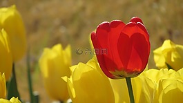 大自然,鮮花,郁金香