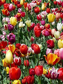 郁金香栽培,郁金香,tulpenbluete