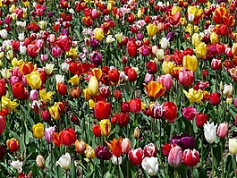 tulpenbluete,郁金香,鮮花