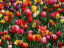 郁金香,tulpenbluete,鮮花