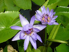 鲜花,摄影,开花