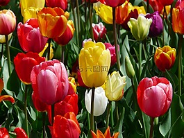郁金香,tulpenbluete,鮮花