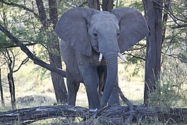 象,非洲,野生動物園