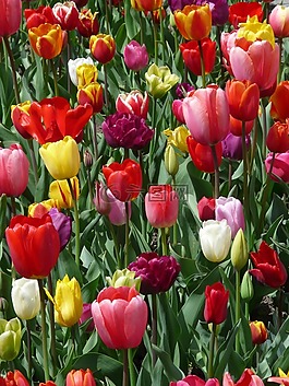 郁金香,tulpenbluete,鮮花