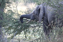 象,非洲,野生動物園