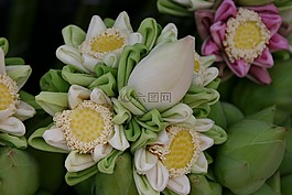 花,蓮花,亞洲