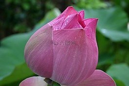 花,蓮花,亞洲