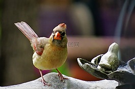 鳥,多彩,野生動(dòng)物