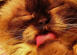 猫,英国短毛猫,猫洗