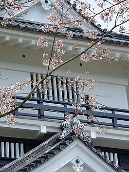 日本,寺,白