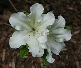 花的,植物,自然