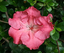 映山紅,花,盛開