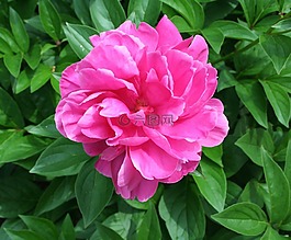 牡丹,開(kāi)花,花