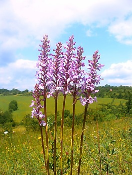 mueckenwurz,蘭花,廠