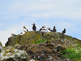 海雀,海鳥,自然
