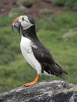 海雀,海鳥,自然