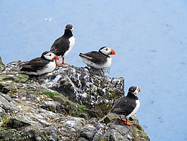 海雀,海鳥(niǎo),自然