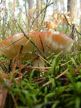 森林,秋,蘑菇