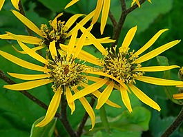 花園,花,黃色
