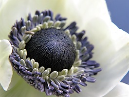 花,藍(lán)色,雄蕊