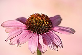 粉紅色,花,雛菊