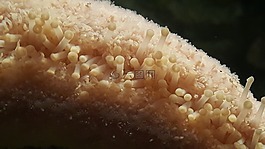 海星,拉斯維加斯,海