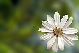 花,雛菊,白