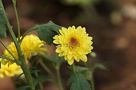 自然,花,植物區(qū)系