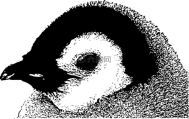嬰兒,頭,皇帝
