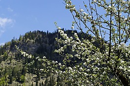 山,阿爾高,高山