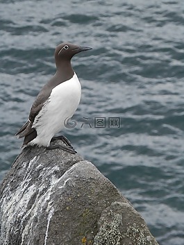 鳥,海鳥,懸崖