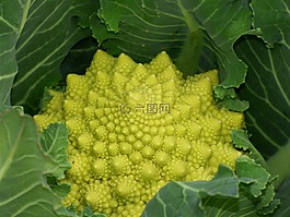 西兰花,植物几何,分形